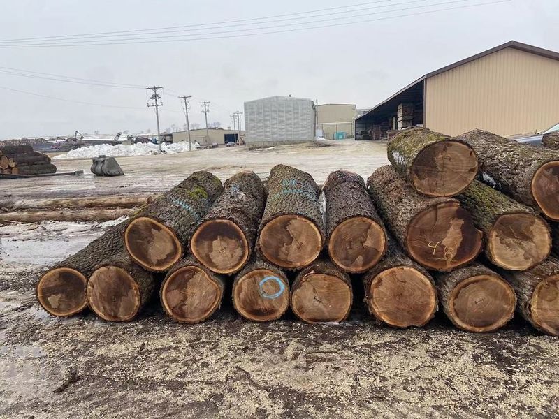 China Dongguan Yinghui Wood Industry Co., Ltd. Perfil de la compañía